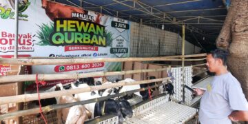 Jelang Iduladha, Dj Farm Depok Sediakan Ratusan Hewan Kurban Berkualitas