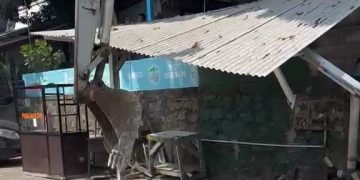 Bangunan Liar Menjamur di Exit Tol Cimanggis, Penertiban Libatkan Ratusan Personel